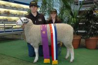 Wingamin 070816. Weighed 72.5 kg @ 4 1/2 months & 42 emd. Winner of the ewe lamb and performance class as well as Champion ewe and Reserve Supreme Shortwool ewe.