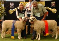 Winning and 2nd place ewe lambs and objective measurement class winners 2006 RAS Feature Show