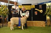 Winning ewe lamb and objective measurement class winner 2006 Royal Adelaide Feature Show. Wingamin also won the ram lamb objective measurement class.