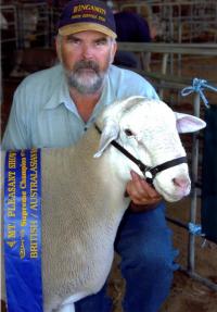 Wingamin 053099 Supreme at Mt.Pleasant and champion ram at Dookie National Field Day Show and Hamilton Sheepvention in 2006