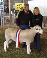 Wingamin 053226 Champion ram at Gawler and Bendigo in 2006 (retained in our stud)