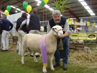 Wingamin 040208 "Sterling" Reserve Champion ram at Hamilton Sheepvention 2005