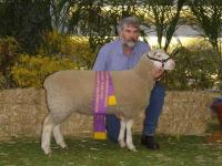 Reserve Champion ewe 2004 Royal Adelaide Show. Winner of the ewe lamb and performance class. 4 1/2 months old. 64.5 kgs 5 mm fat 40 mm emd