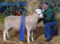 Wingamin 032790 Champion ram Bendigo and Reserve Champion ram Hamilton Sheepvention, 2004