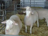 Show rams Wingamin 032819 "Diesel" (retained) and Wingamin 032863 Reserve Champion ram at Bendigo in 2004.