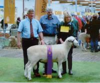 Wingamin 022589 Reserve Champion ram 2003 Royal Adelaide Show.