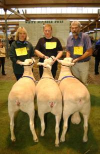 Supreme All Breeds Group comprising of Reserve Champion ram, Champion ewe & 2nd place ewe to the Champion