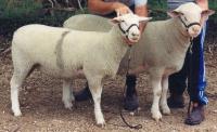 Champion ewe and Champion ram from Roseworthy National Field Day show in 2001