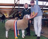 Champion ewe at the 2000 Royal Adelaide Show