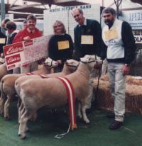 Supreme Group comprising of Champion ram Wingamin "Shadow" , Champion ewe and ewe from our winning pair