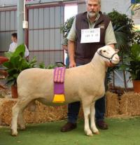 Wingamin 070855 Reserve Champion ram 2008 Royal Adelaide Show.