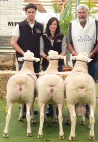 Supreme All Breeds Group 2009 Royal Adelaide Show. Wingamin was also Most Successful Exhibitor for the 3rd year in a row (319 entries - 30 exhibitors)