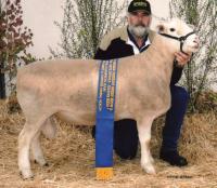 Wingamin 091701 Senior Champion ram at Hamilton Sheepvention 2010