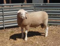 Wingamin 070854. 1st pairs class 2008 Royal Adelaide Show. Triplet brother to W 070855 (Reserve Champion ram 2008 Royal Adelaide Show) retained 1/2 share sold to Ashmore Stud