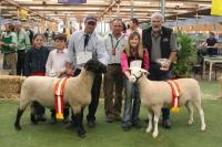 Wingamin 101879 Supreme Shortwool ewe 2011 Royal Adelaide Show