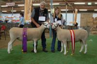 Reserve Champion and Champion ewes at the 2011 Royal Adelaide Show. The Champion ewe went on to win Supreme White Suffolk Exhibit, Supreme Shortwool ewe and Supreme All Breeds Group in the Interbreed judging.