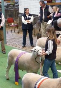 Wingamin 101907 Reserve Champion ram 2011 Royal Adelaide Show