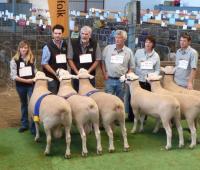 Winning group of 3 rams 2011 Royal Adelaide Show with Wingamin 101886, Wingamin 101867 and Wingamin 101961