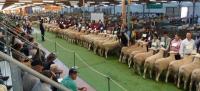 Huge classes at the 2011 Royal Adelaide Show