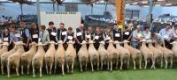 Group of 3 rams class 2011 Royal Adelaide Show