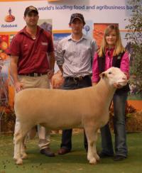 Wingamin 101961 TOP SHELF sold to Rene and Fairburn Studs at the 2011 Royal Adelaide Elite Sale