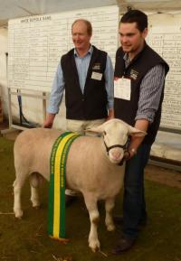 Wingamin 102010 Senior Champion ram Bendigo 2011