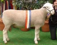 Wingamin 112462 TRIFECTA Grand Champion ram at Bendigo, Hamilton and Adelaide 2012. Supreme Shortwool ram at Hamilton and Adelaide and Supreme Prime Lamb and maternal breeds Ram at the 2012 Royal Adelaide Show. Member of our Supreme Group.