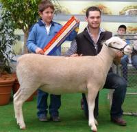 Wingamin 112525 1st August Class. Grand Champion ewe, Supreme Shortwool ewe and Supreme Prime lamb and Maternal breeds ewe 2012 Royal Adelaide Show. Dam of Champion ewe, Supreme White Suffolk Exhibit and Reserve Shortwool ewe 2014 Royal Adelaide Show.