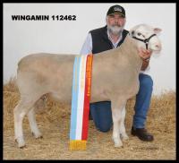 Wingamin TRIFECTA Supreme Shortwool Ram 2012 Hamilton Sheepvention