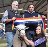 Wingamin TRIFECTA grand Champion ram and Supreme White Suffolk Exhibit, Hamilton Sheepvention 2012