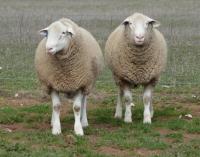 Stud and Show rams Wingamin 112266 & Wingamin 112284