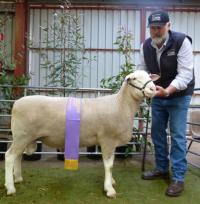 Wingamin 112284 Reserve Champion ram Hamilton Sheepvention 2012 (retained in stud)