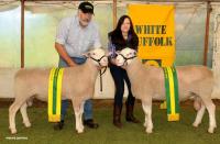 Wingamin 112269 & Wingamin 112462 Reserve and Senior Champion rams at Bendigo in 2012