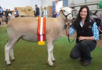 Wingamin 122901 Supreme White Suffolk Exhibit and Reserve Supreme Shortwool ewe at the 2013 Royal Adelaide Show. Also Reserve Champion ewe with lamb at foot at the 2015 Royal Adelaide Show