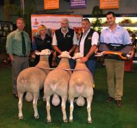 Supreme pen of 3 rams at the 2013 Royal Adelaide Show