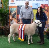 Wingamin 122714 Supreme Pen of 3 rams and Supreme Group at the 2013 Royal Adelaide Show