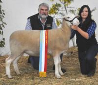 Wingamin 122901 Supreme Shortwool ewe Hamilton Sheepvention 2013