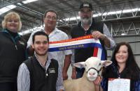 Wingamin 122714 Grand Champion ram and Supreme White Suffolk Exhibit at Bendigo in 2013