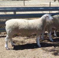 Wingamin 122676 Senior Champion ram at Hamilton Sheepvention pictured at age 10 months