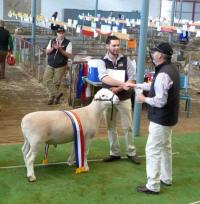 Wingamin 133262 Senior Champion ram at the 2014 Royal Adelaide Show