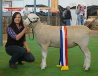 Wingamin 133238 Champion ewe and Reserve Supreme Shortwool at the 2014 Royal Adelaide Show