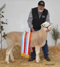 Wingamin 133262 Grand Champion ram and Supreme White Suffolk Exhibit at Hamilton Sheepvention 2014