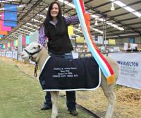 Wingamin 133238 "Addison" Supreme Shortwool ewe Hamilton Sheepvention 2014