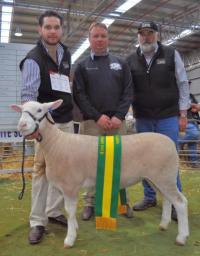 Wingamin 133033 "Ripper" Champion ewe at Bendigo in 2014