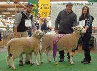 Wingamin 122901 Reserve Champion ewe with lamb at foot at the 2015 Royal Adelaide Show