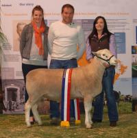 Wingamin 140180 Senior Champion ram at the 2015 Royal Adelaide Show