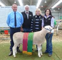 Wingamin 140180 Grand Champion ram and Supreme White Suffolk Exhibit at Bendigo in 2015