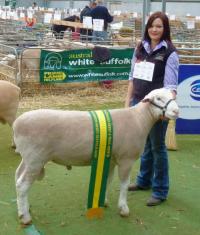 Wingamin 140302 Junior Champion ram at Bendigo in 2015