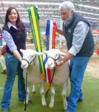 Junior and Senior Champion rams at Bendigo in 2015. (Wingamin 140100 from our winning pair of ewes was Reserve Champion ewe at Bendigo and Hamilton in 2015 while Wingamin 122901 was Reserve Champion ewe in Adelaide 2015)