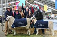 Supreme Interbreed rams Hamilton Sheepvention 2014 with Wingamin 133262